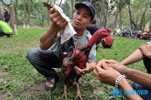 Dùng khăn lạnh nhúng nước, thì sau đó là lau sạch cơ thể của gà chiến