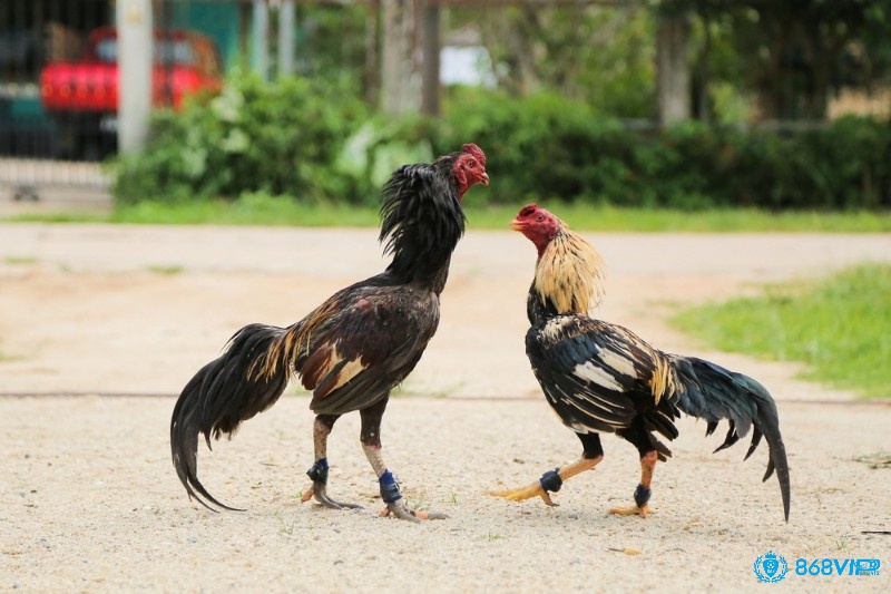 Hậu quả khi áp dụng cách chữa gà chọi bị soi mỏ sai lầm