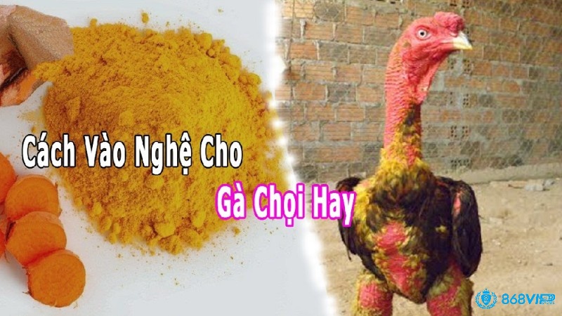 Cách vào nghệ cho gà hay, đúng kỹ thuật nhất 