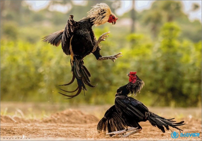 Cách chơi đúng luật chơi đá gà cho người mới