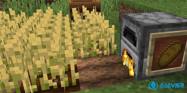 Thu hoạch lúa mì để làm bánh mì, cung cấp nguồn thức ăn ổn định trong Minecraft