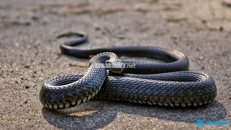 Biểu tượng về sự thay đổi và chuyển tiếp khi nằm mơ thấy rắn đen