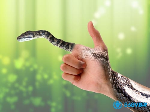 Giải mã giấc mơ thấy rắn đen gợi ý con số may mắn